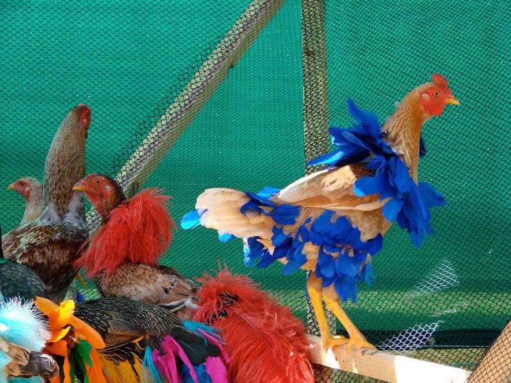 Laura Lima Gala Chickens 2004-2015 Live chickens,...