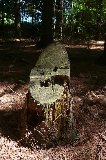 Jack Strange Tree Stump 2010 digital print 33 x 46...