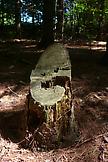Jack Strange Tree Stump 2010 digital print 33 x 46...