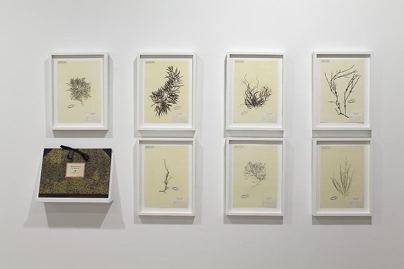 Mark DION Herbarium 2007-2011 Hand painted acrylic...