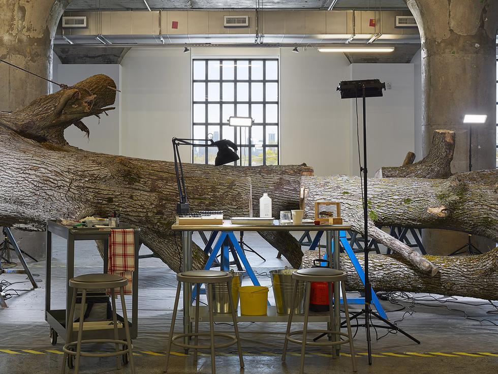 Mark Dion: The Life of a Dead Tree