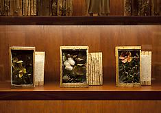 Mark Dion: Xylotheque Kassel