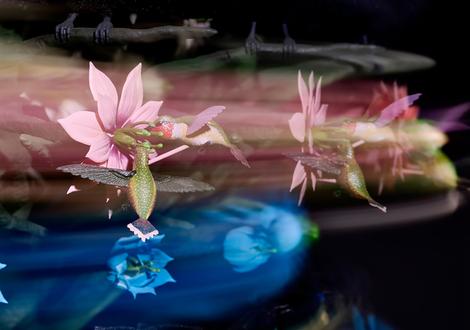 Mat Collishaw