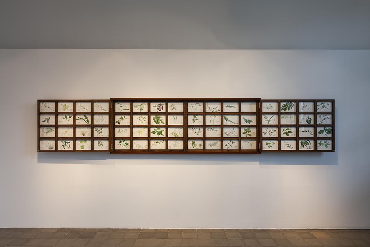 Mark Dion The Persistent Weeds of Istanbul 2017 mi...